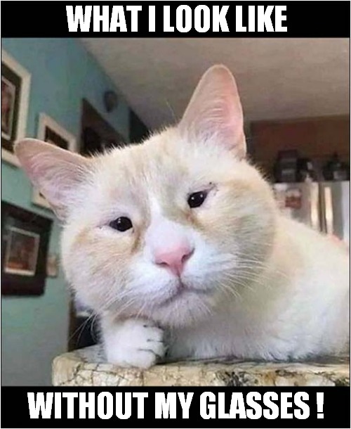 Squinty Cat ! Imgflip