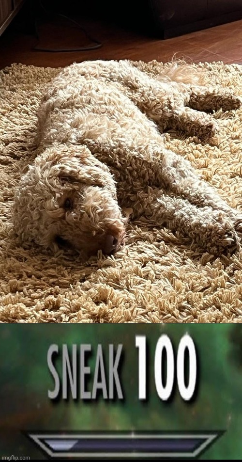 Dog rug camouflage Imgflip