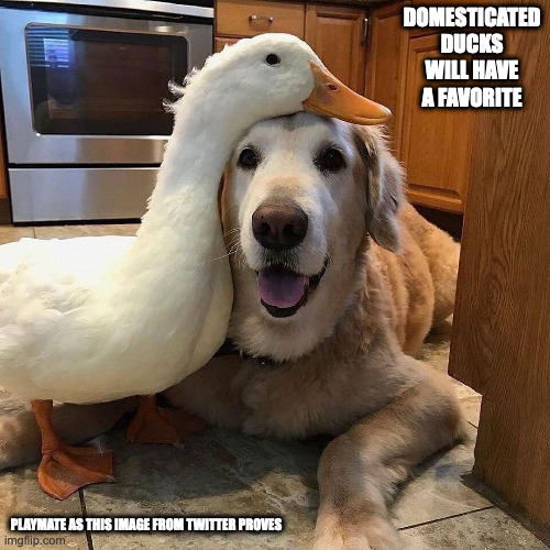 Duck With Labrador Imgflip