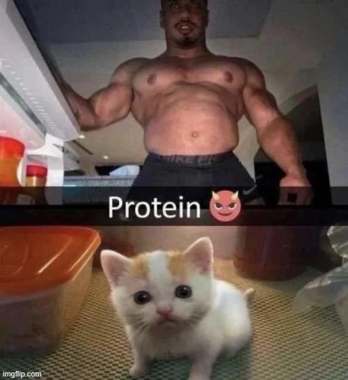 protein is goo wait why are you grabbing the cat Imgflip