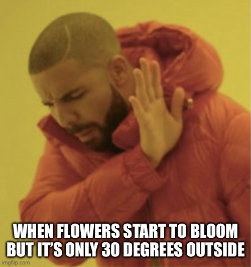 Flowers Blooming In Cold Weather Imgflip