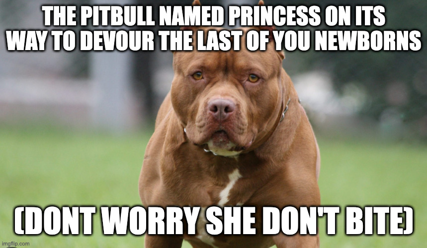 Pitbulls be like Imgflip