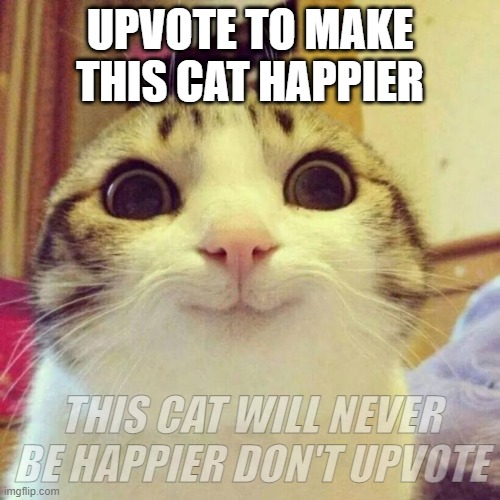 Smiling Cat Meme Imgflip