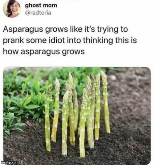 Image tagged in asparagus,grow,prank Imgflip
