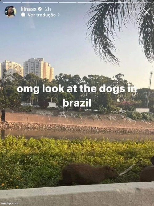 Brazilian Dogs are the best!!!! Imgflip
