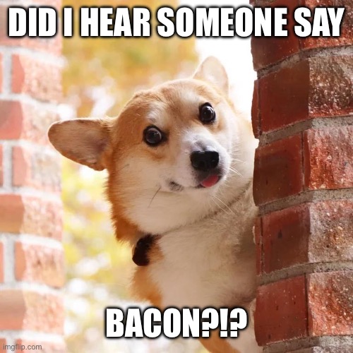 Bacon?! Imgflip