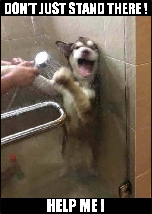 It's Almost Like This Dog Didn't Want A Shower ! Imgflip
