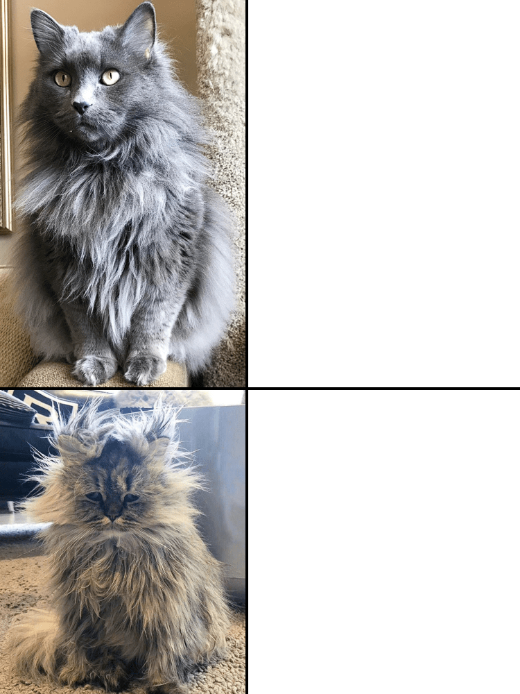 Cat with normal and Cat with messy hair Memes Imgflip