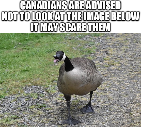 Canadians are scared of Geese right? Imgflip