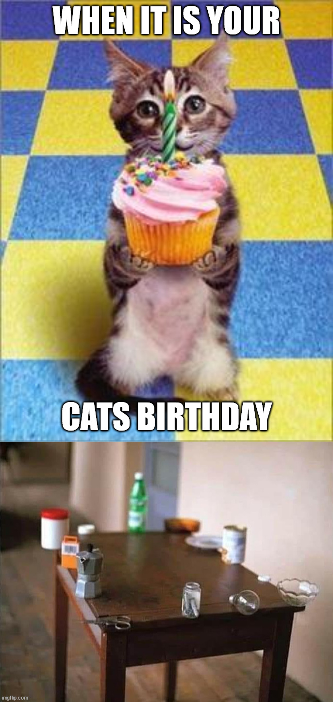 Image tagged in happy birthday cat,cats Imgflip