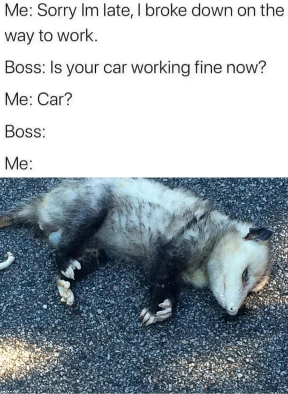 Image tagged in possum Imgflip