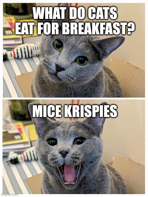Dad Joke Kitteh Imgflip