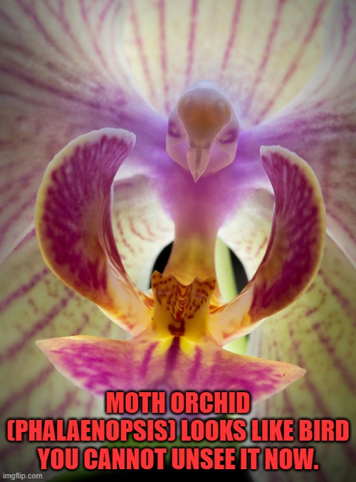 Moth Orchid (Phalaenopsis) Looks Like Bird Imgflip
