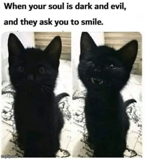 Image tagged in cats,black cat Imgflip