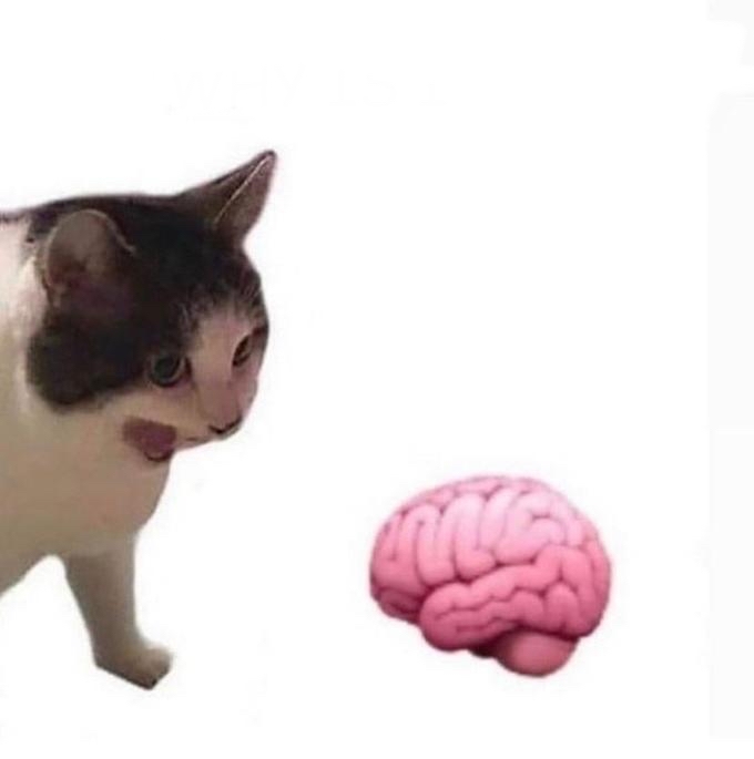 Cat yelling at brain Blank Template Imgflip