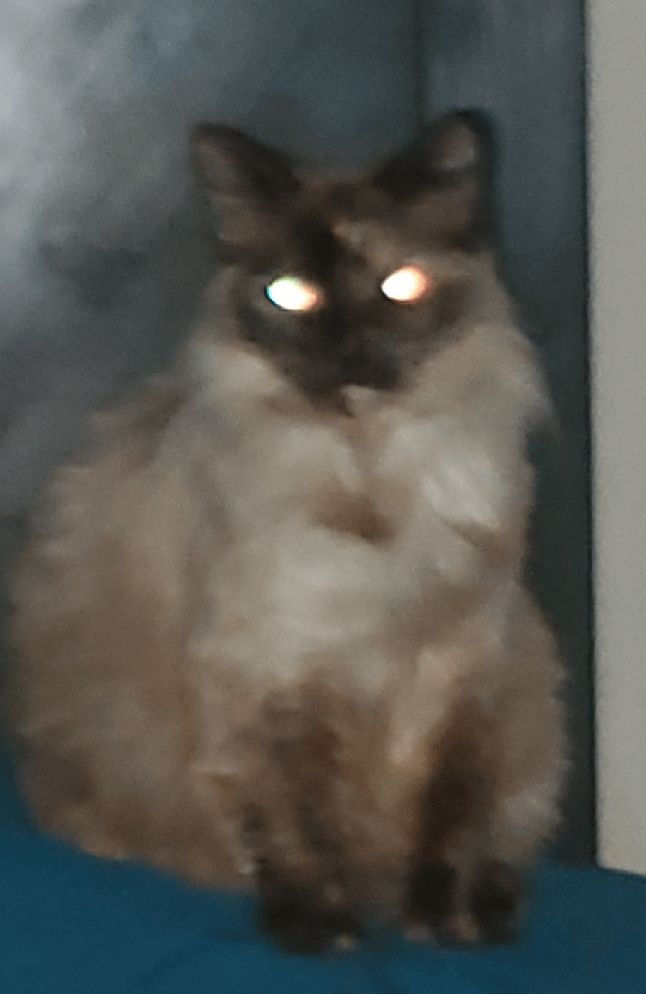 Cat Death Stare Memes Imgflip