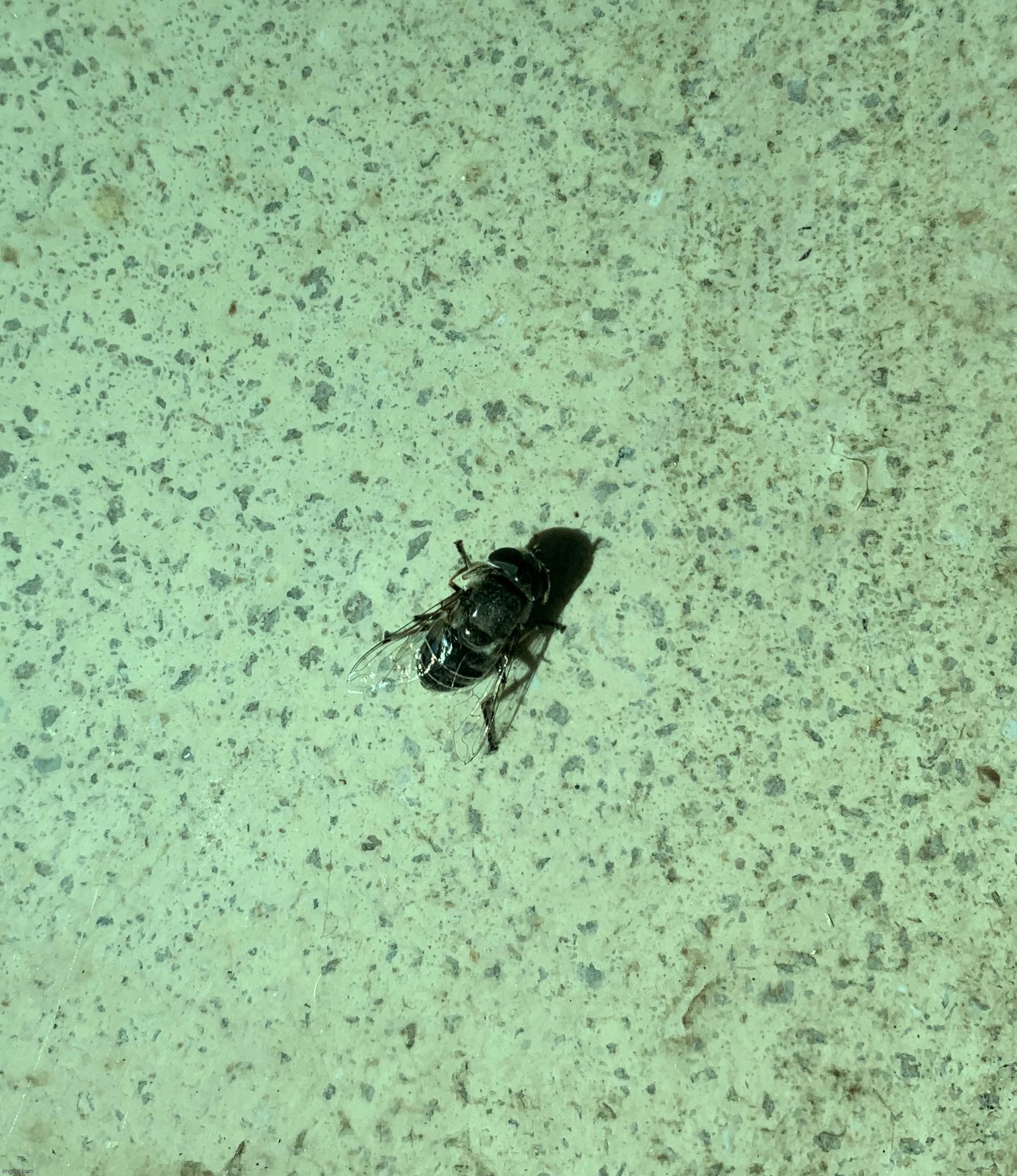 Little horse fly Imgflip