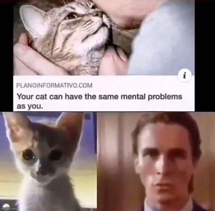 Image tagged in memes,funny,cats Imgflip