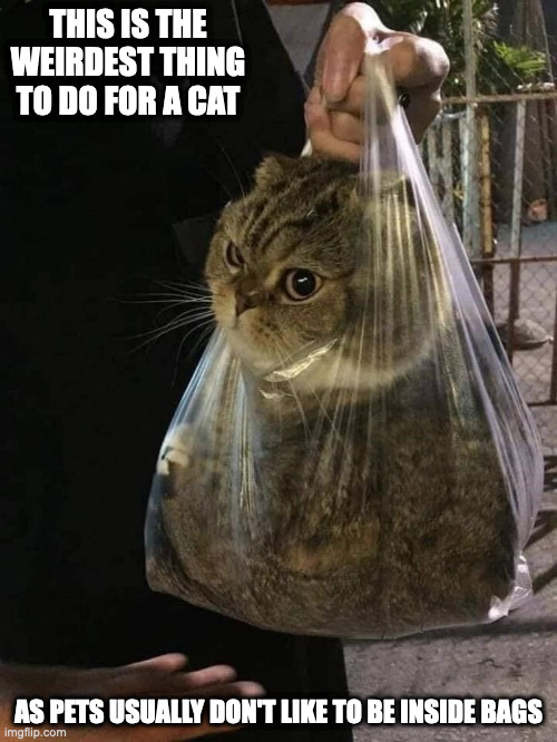 Cat in a Plastic Bag Imgflip