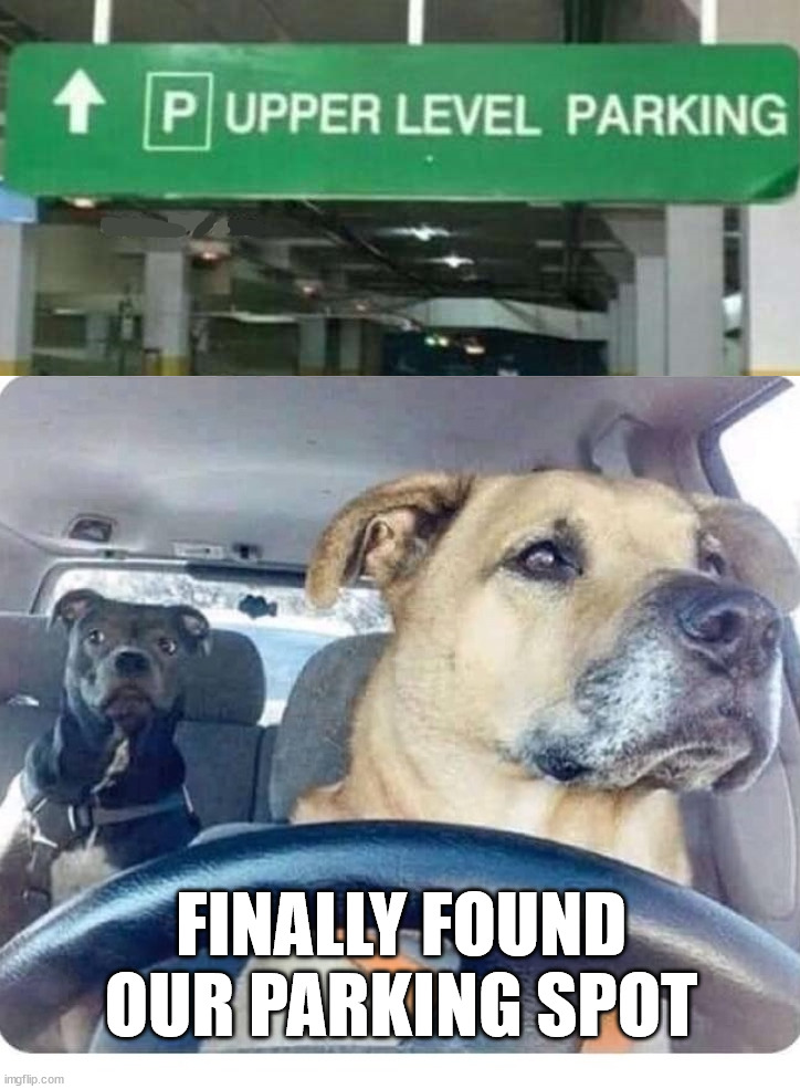 Image tagged in dog driving Imgflip