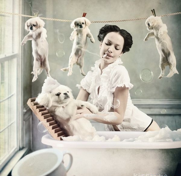 Image tagged in dogs,animals,cute,babes Imgflip