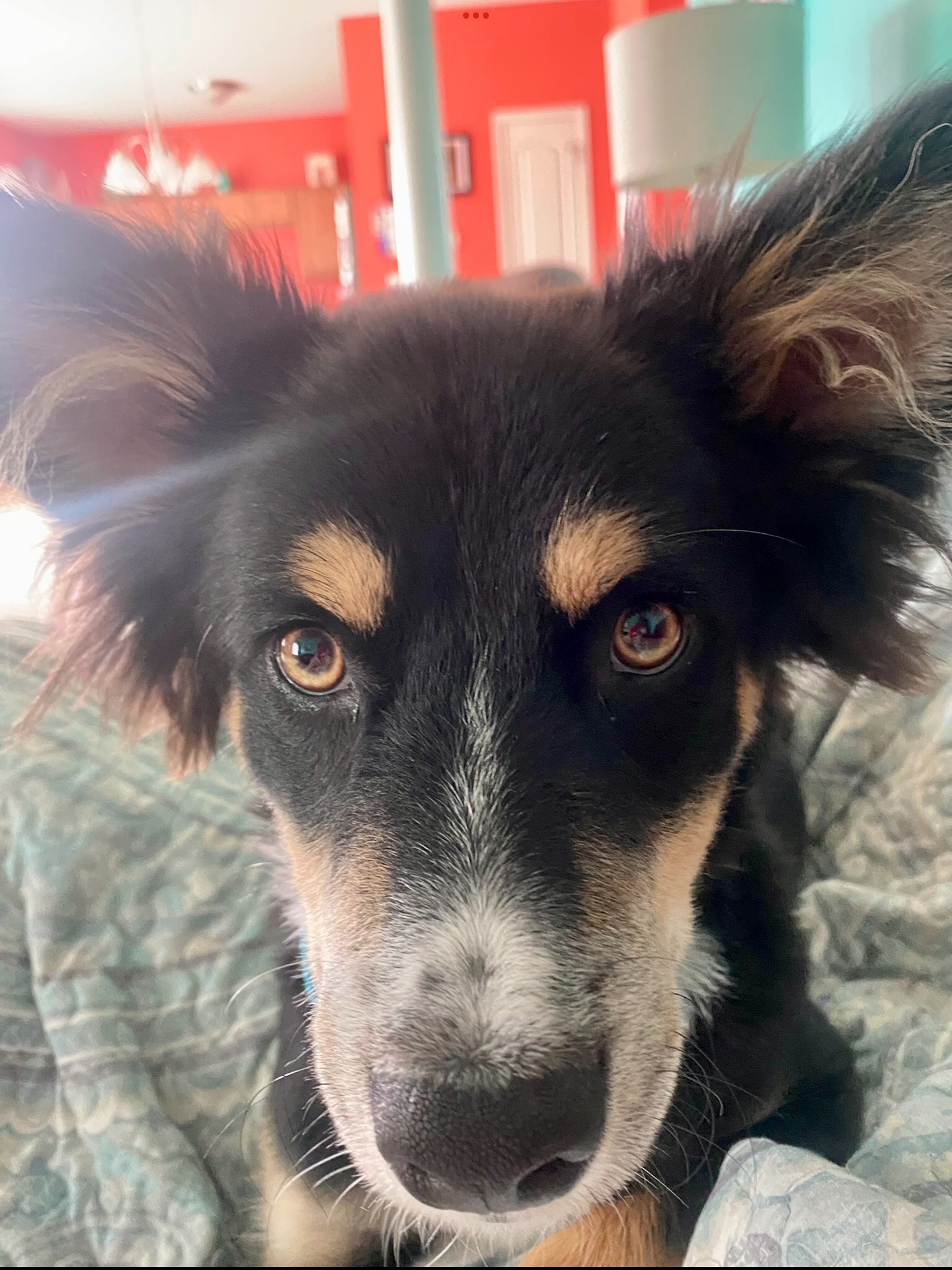 Dog chips Blank Template Imgflip