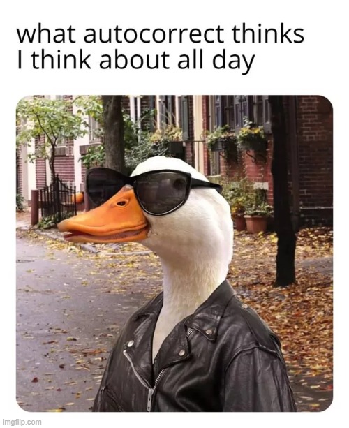 Image tagged in ducks,memes,funny Imgflip