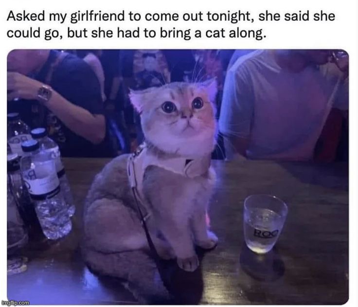 Image tagged in memes,funny,cats Imgflip