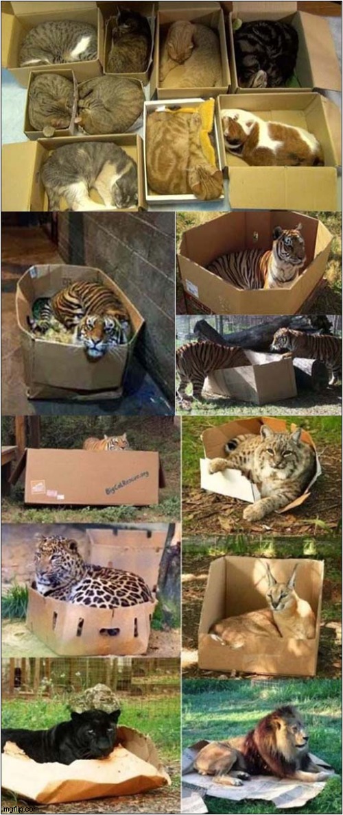 Cat Traps Will Work On All Sizes Of Cats ! Imgflip