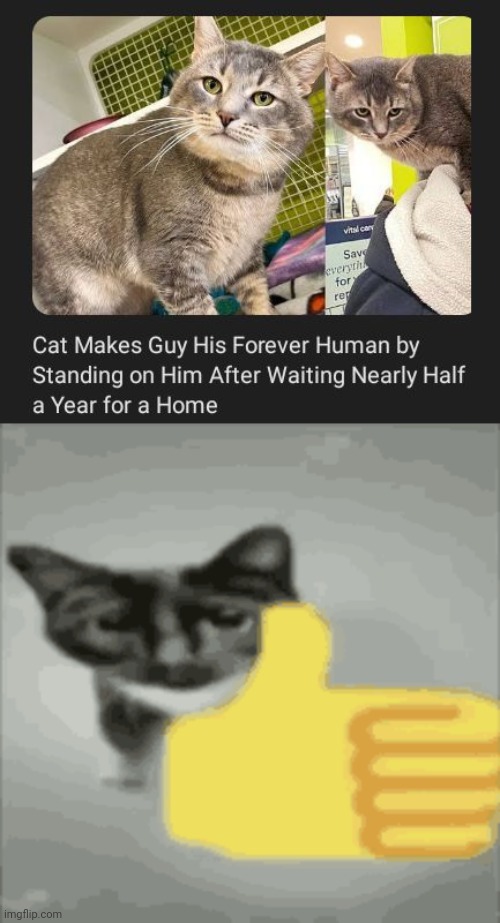 Cat making guy his forever human Imgflip