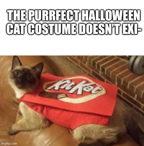 The best Halloween costume for cats. Imgflip