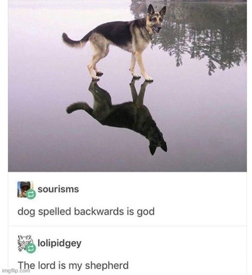 Dog Spelled Backwards is God Imgflip