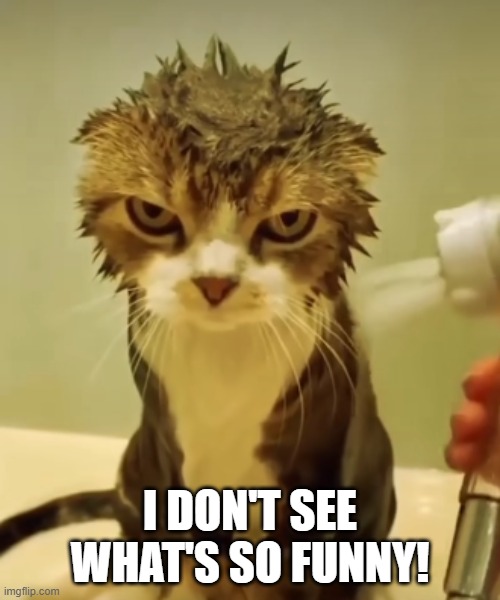 Wet Cat Funny Picture Imgflip