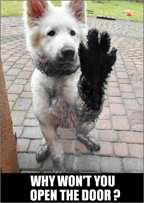 A Muddy Paw Imgflip