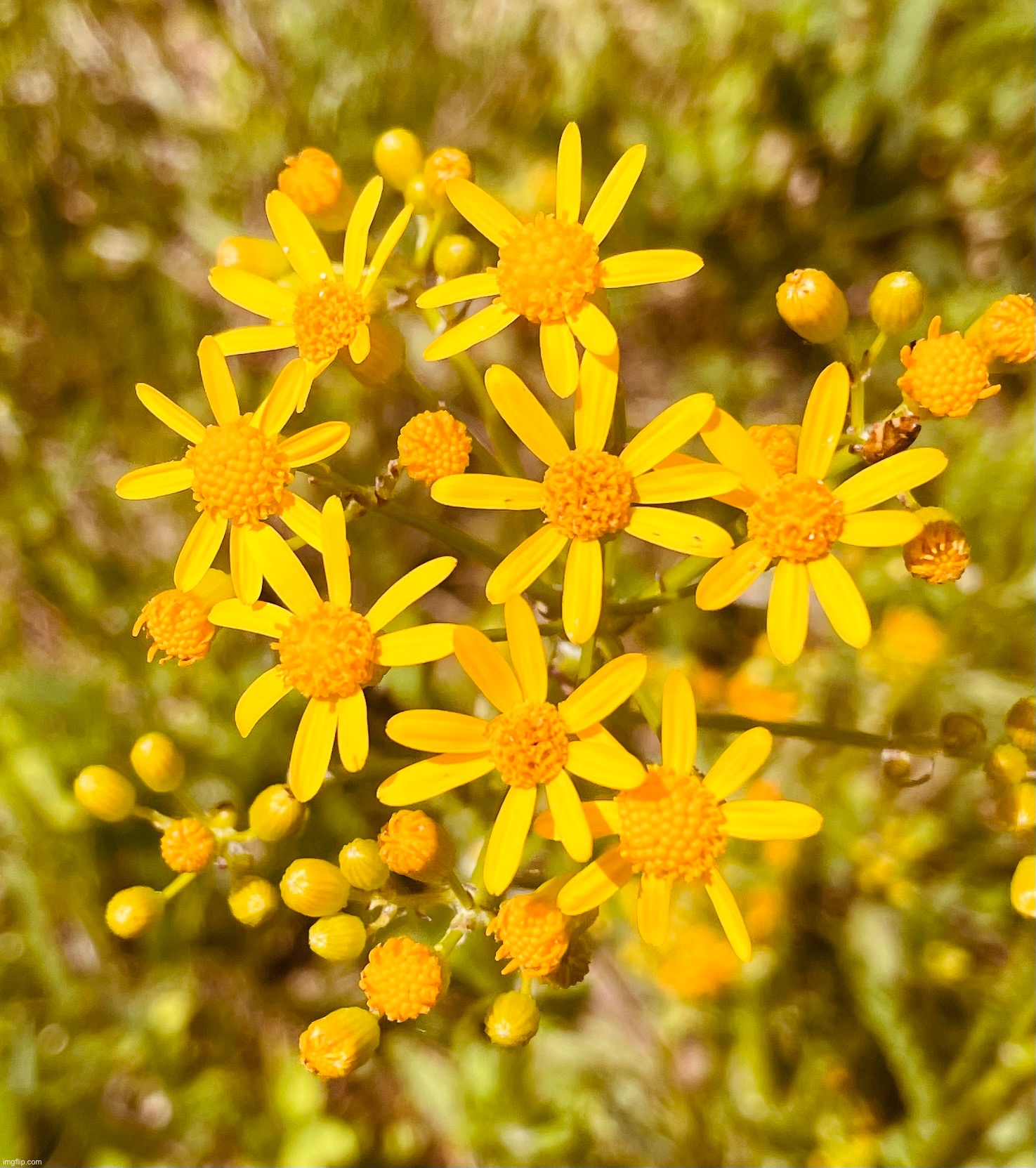 Flowers that I do not know the name of Imgflip