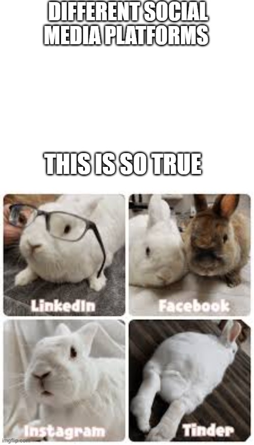 bunny rabbit social media reactions Imgflip