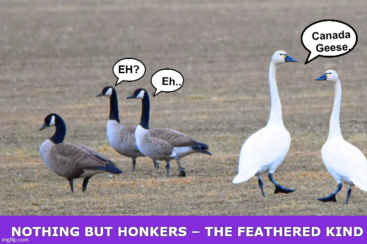 honkers Memes & GIFs - Imgflip
