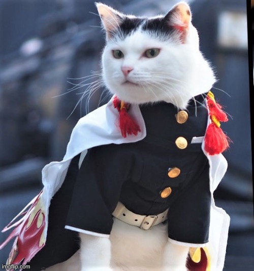 Image tagged in cosplay,cats Imgflip