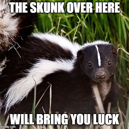 skunk Imgflip