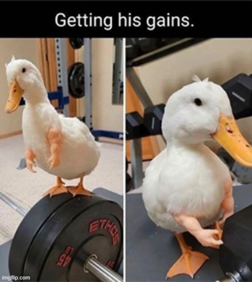 Image tagged in ducks,memes,funny Imgflip