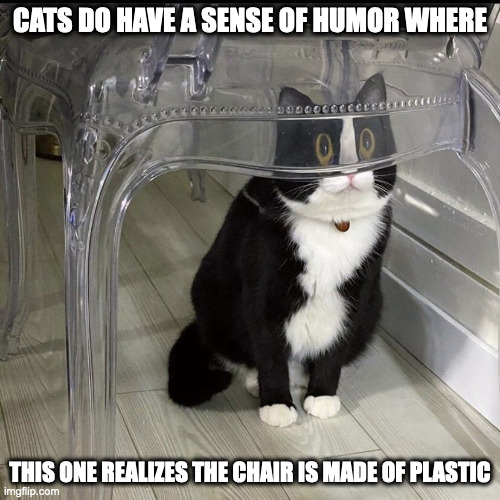 Cat Under Transparent Chair Imgflip