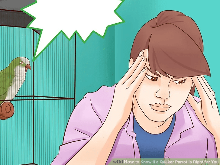 Loud Quaker Parrot Blank Template Imgflip