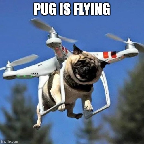 Pug Is Flying Imgflip