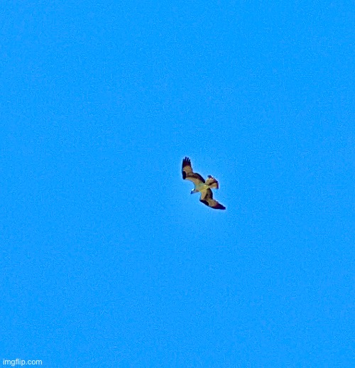 Grainy Osprey Imgflip