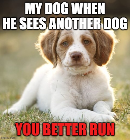 dogs be like Imgflip