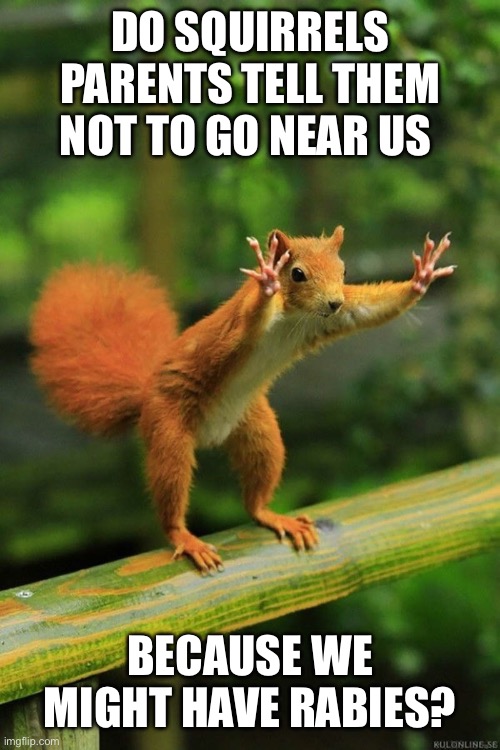 Crazy Squirrel Meme
