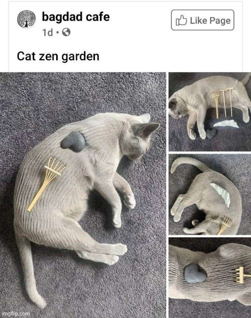 Kitty garden Imgflip