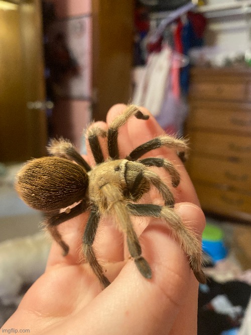 I thought my Arizona blonde was a female but now I’m not sure