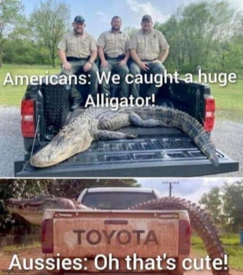 Crocodile vs alligator Imgflip