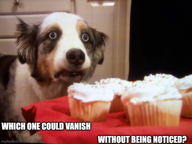 Cupcake dog Imgflip